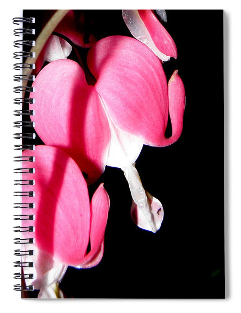Pink Bleeding Hearts Spiral Notebook featuring the photograph Pink Bleeding Hearts by Kim Galluzzo Wozniak