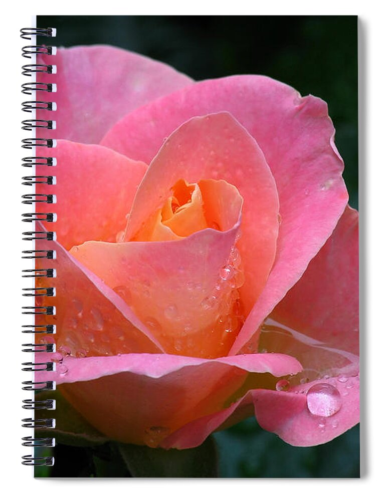  Spiral Notebook featuring the photograph Pink Dew by Juergen Roth