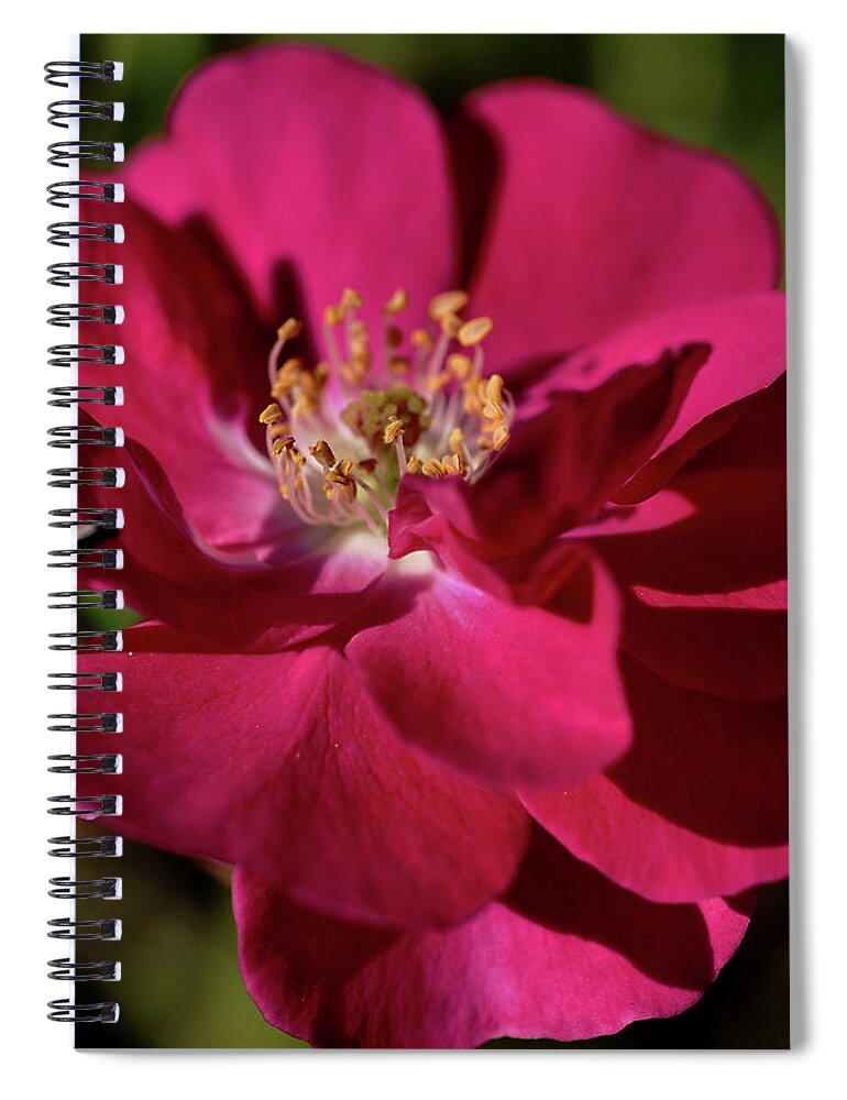 Rose Spiral Notebook featuring the photograph Pink of Rose by Joy Watson