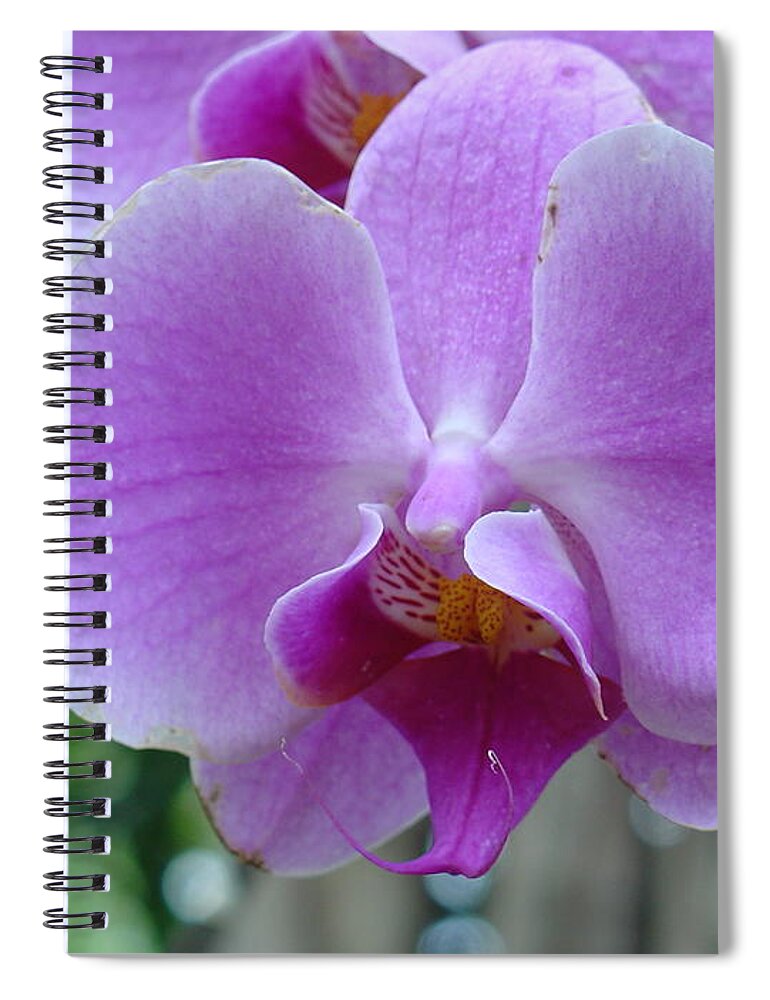 Pink Spiral Notebook featuring the photograph Pink Orchid by Charles and Melisa Morrison