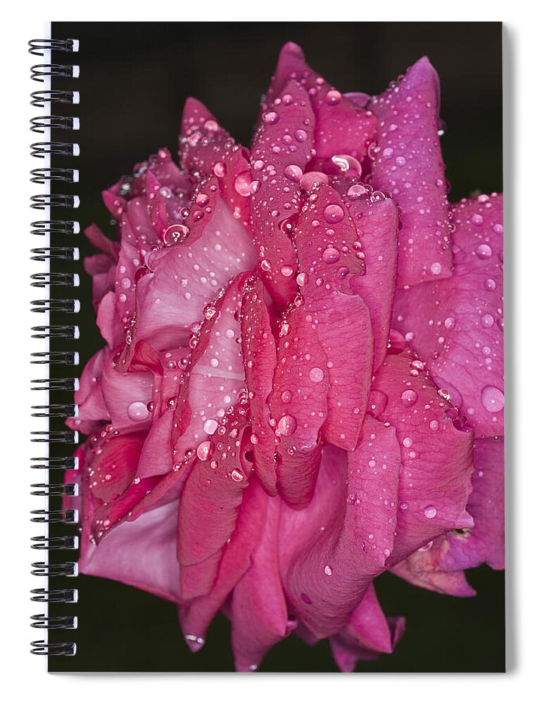 Pink Rose Spiral Notebook featuring the photograph Pink Rose Wendy Cussons by Steve Purnell