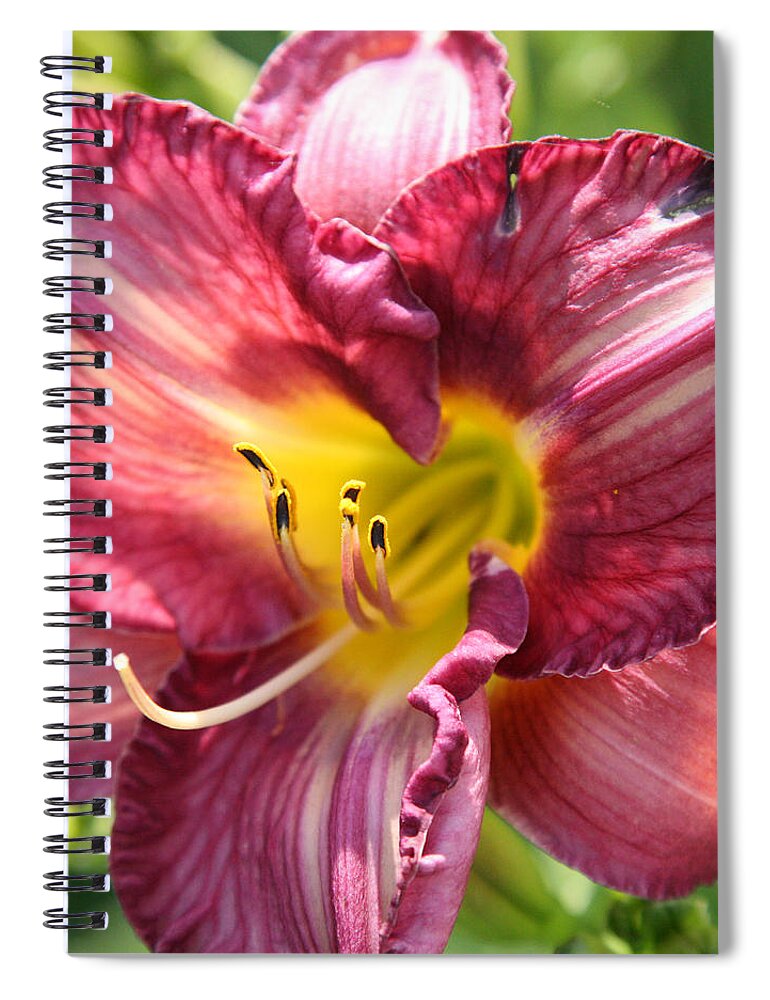 Floral Spiral Notebook featuring the photograph Pink Yellow Lily by Donna Corless