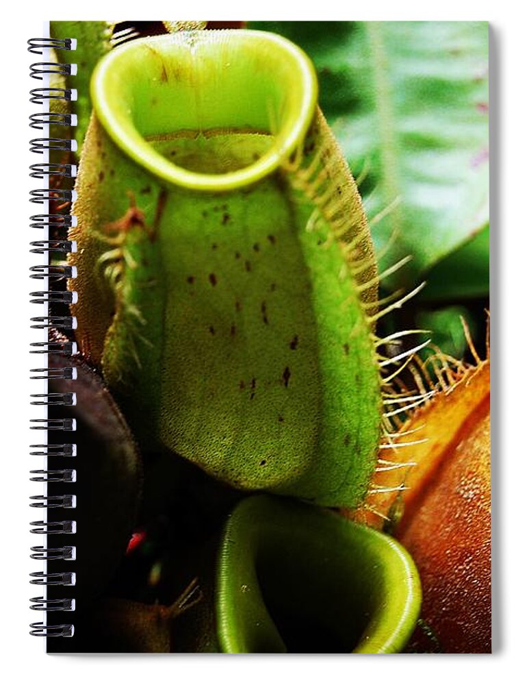 Pitcher Plant Cluster Spiral Notebook featuring the photograph Pitcher Plants by Angela Murray