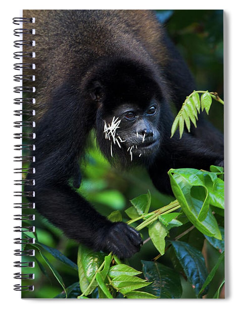Costa Rica Spiral Notebook featuring the photograph Poor Guy by Sue Karski