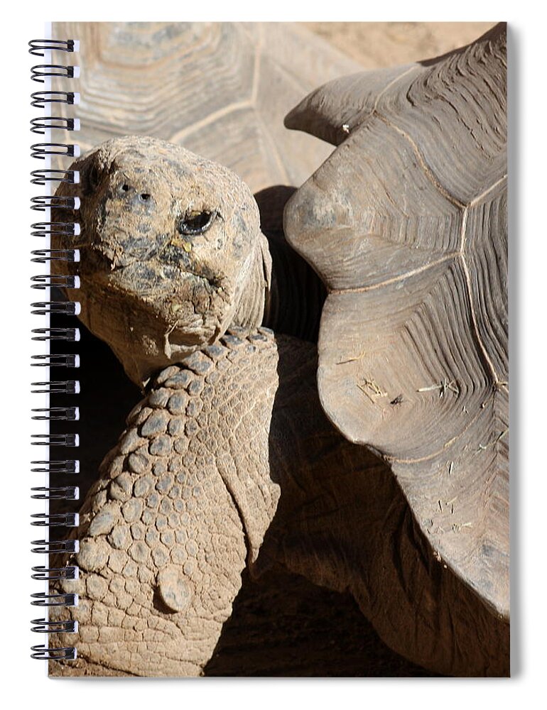 Tortoise Spiral Notebook featuring the photograph Posing For Pictures by Kim Galluzzo Wozniak
