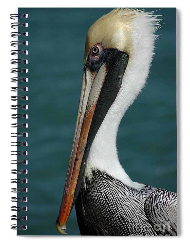 Pelican Spiral Notebook featuring the photograph Posing for the Tourists by Vivian Christopher