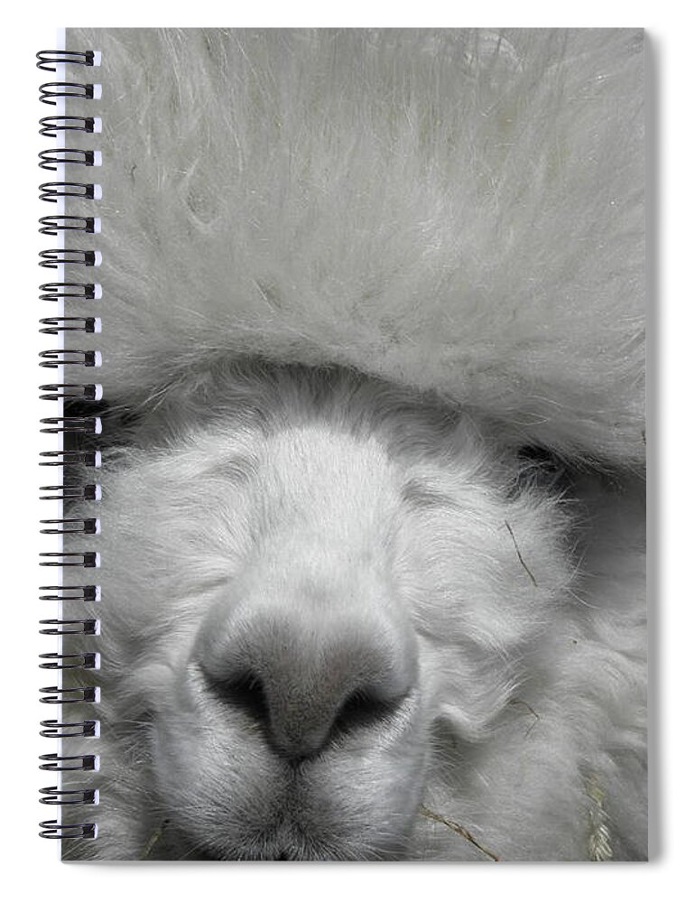 Alpaca Spiral Notebook featuring the photograph Powder Puff Peruvian by Kim Galluzzo Wozniak