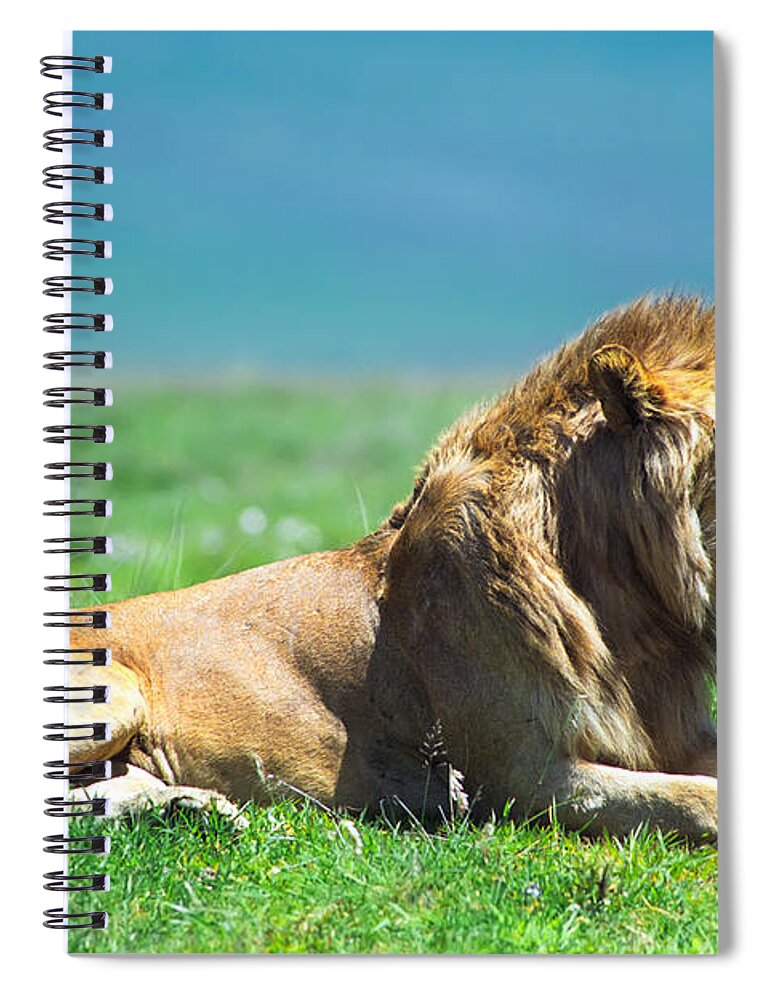 Africa Spiral Notebook featuring the photograph Pride by Sebastian Musial