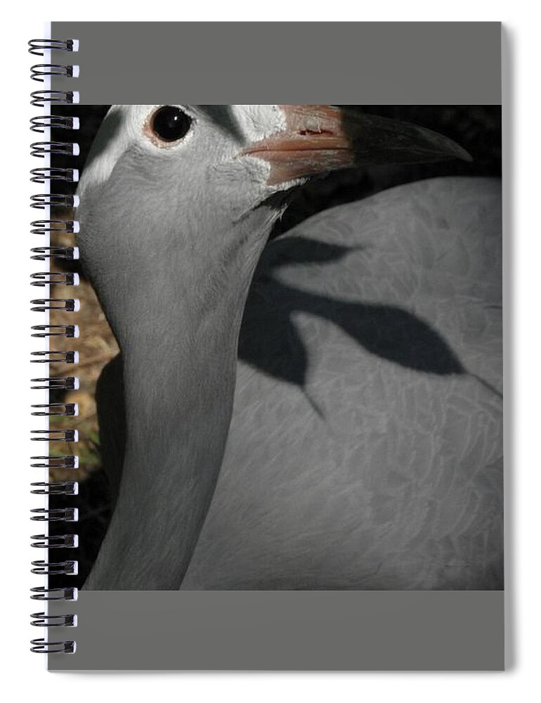 Bird Spiral Notebook featuring the photograph psst I see you by Kim Galluzzo