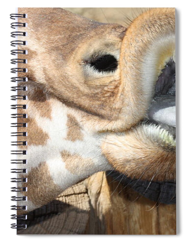 Giraffe Spiral Notebook featuring the photograph Pucker Up by Kim Galluzzo