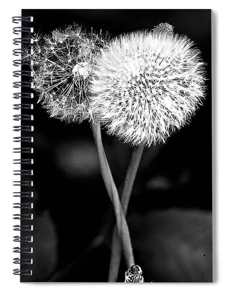 B&w Weeds Spiral Notebook featuring the photograph Puffoonies by Burney Lieberman