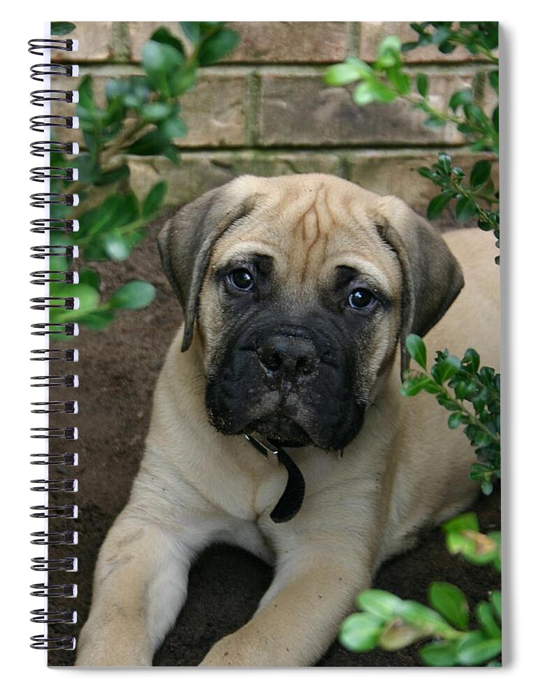 Animal Spiral Notebook featuring the photograph Puppy by Kelly Hazel