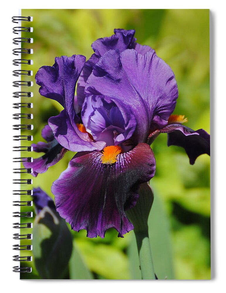 Beautiful Iris Spiral Notebook featuring the photograph Purple and Orange Iris Flower by Jai Johnson