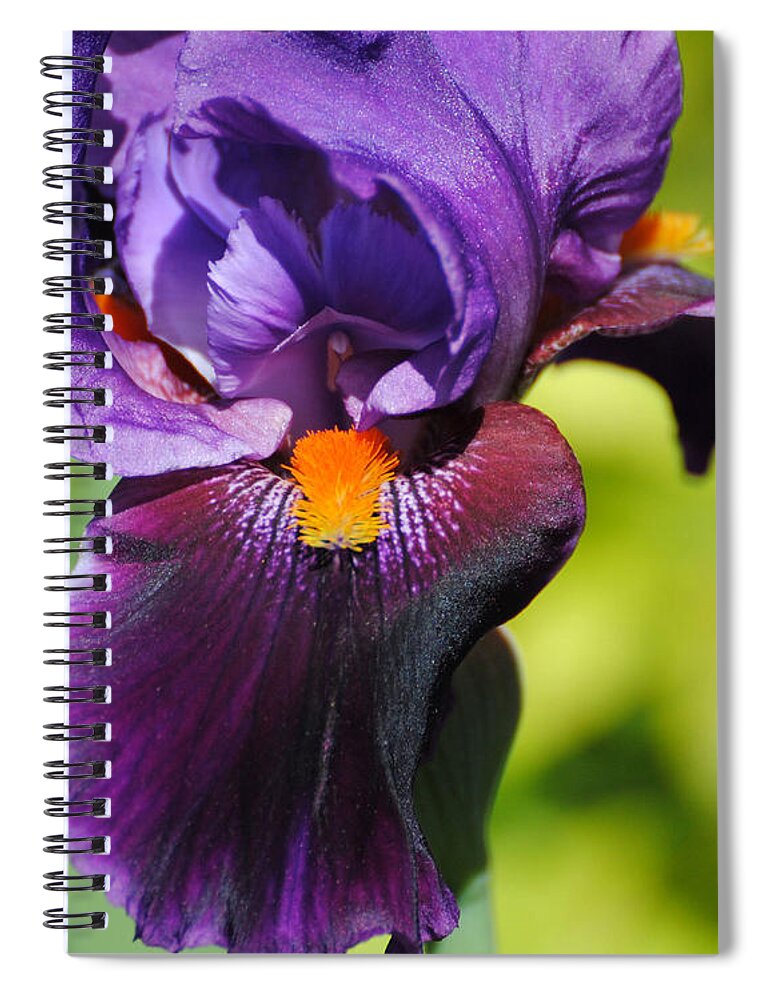 Beautiful Iris Spiral Notebook featuring the photograph Purple and Orange Iris II by Jai Johnson