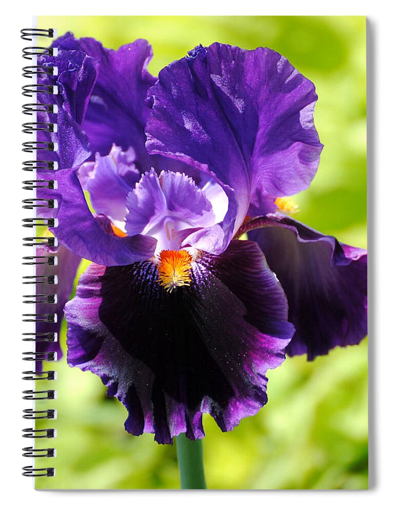 Flower Spiral Notebook featuring the photograph Purple and Orange Iris by Jai Johnson