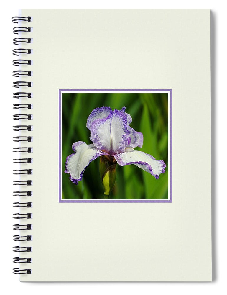 beautiful Iris Spiral Notebook featuring the photograph Purple and White Iris Photo Square by Jai Johnson