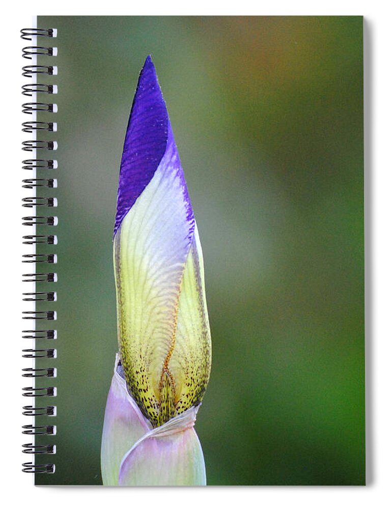 Beautiful Iris Spiral Notebook featuring the photograph Purple and Yellow Iris Flower Bud by Jai Johnson