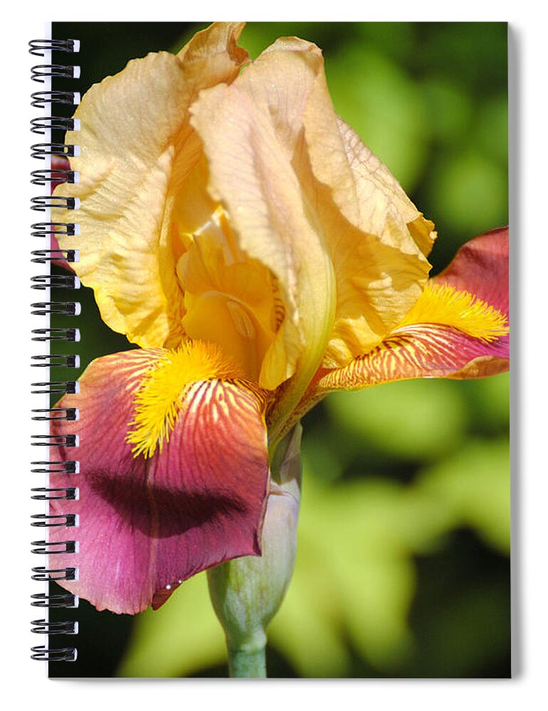 Beautiful Spiral Notebook featuring the photograph Purple and Yellow Iris II by Jai Johnson