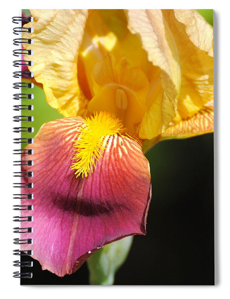 Beautiful Spiral Notebook featuring the photograph Purple and Yellow Iris III by Jai Johnson