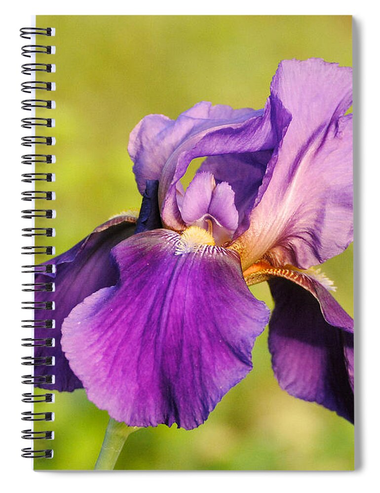 Beautiful Iris Spiral Notebook featuring the photograph Purple and Yellow Iris by Jai Johnson
