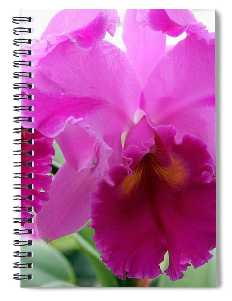 Purple Spiral Notebook featuring the photograph Purple explosion by Debbie Hart