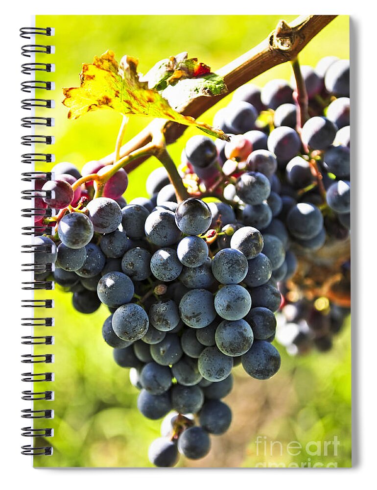 Red Spiral Notebook featuring the photograph Purple grapes by Elena Elisseeva