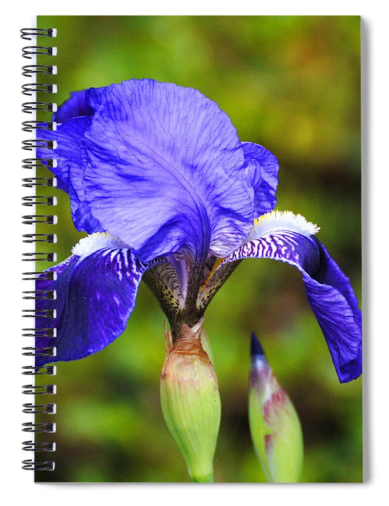 Beautiful Iris Spiral Notebook featuring the photograph Purple Iris Flower by Jai Johnson