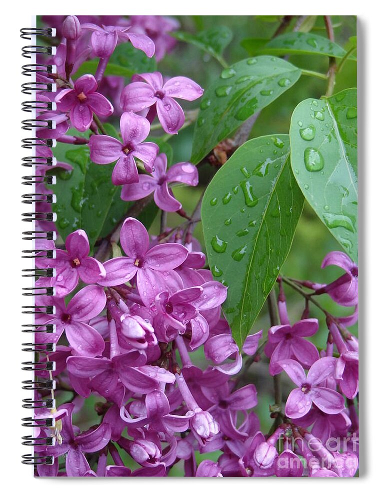 Purple Lilac Spiral Notebook featuring the photograph Purple Lilac by Laurel Best