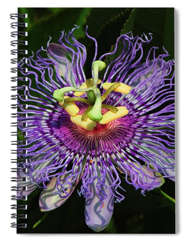 Passion Flower Spiral Notebook featuring the photograph Purple Passion by Barbara Bowen