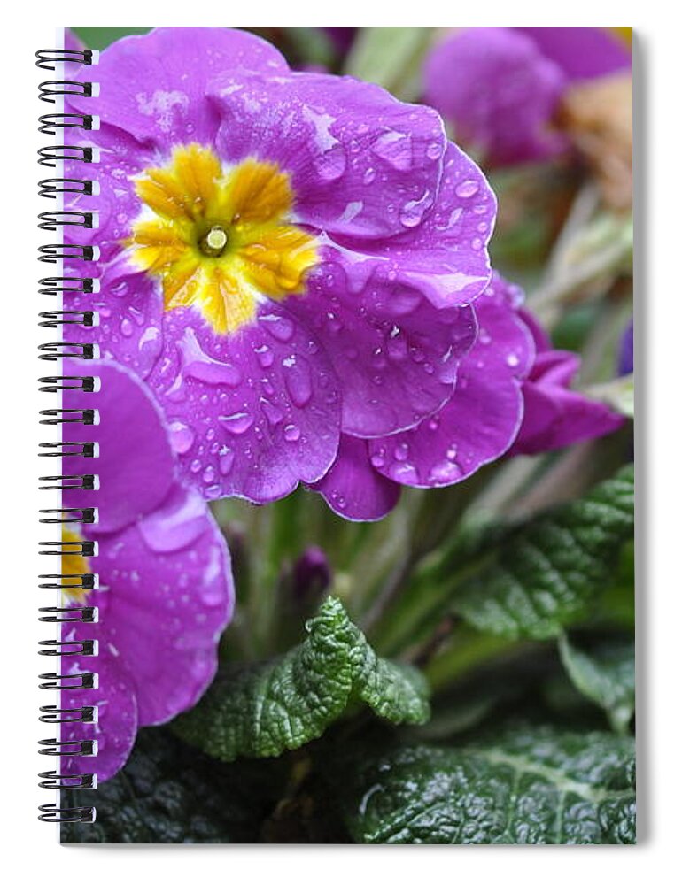 Primula Spiral Notebook featuring the photograph Purple Rain by Rob Hemphill