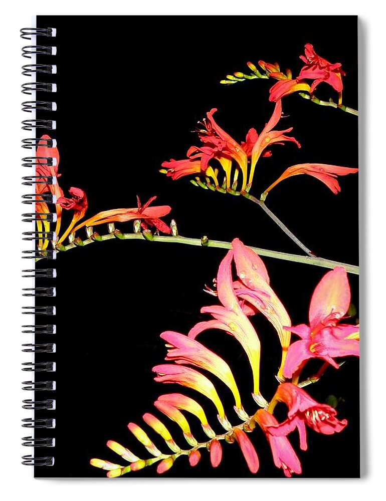 Flowers At Night Spiral Notebook featuring the photograph Quad Burst by Kim Galluzzo