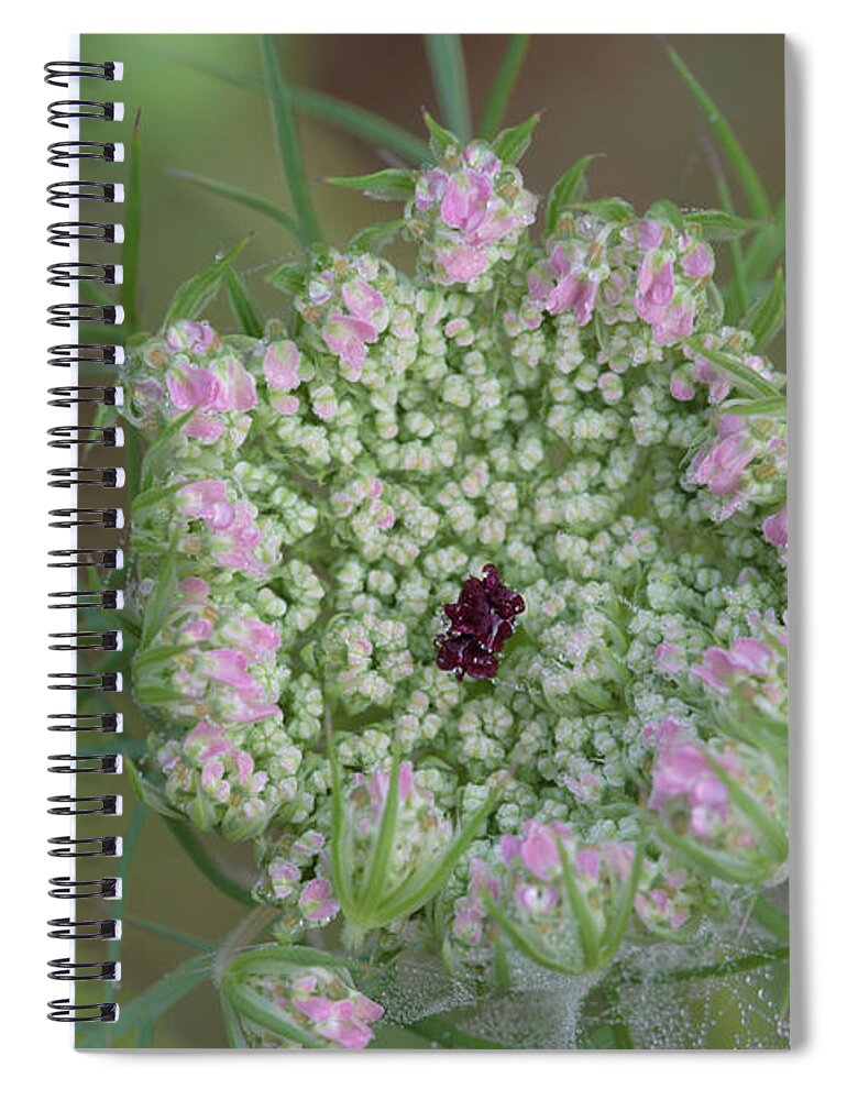 Daucus Carota Spiral Notebook featuring the photograph Queen Anne's Lace Flower Partly Open With Dew by Daniel Reed