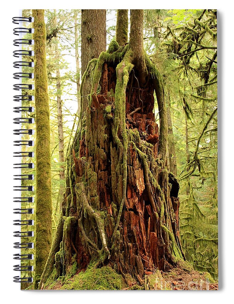 Roots Spiral Notebook featuring the photograph Rainforest Rejuvenation by Carol Groenen