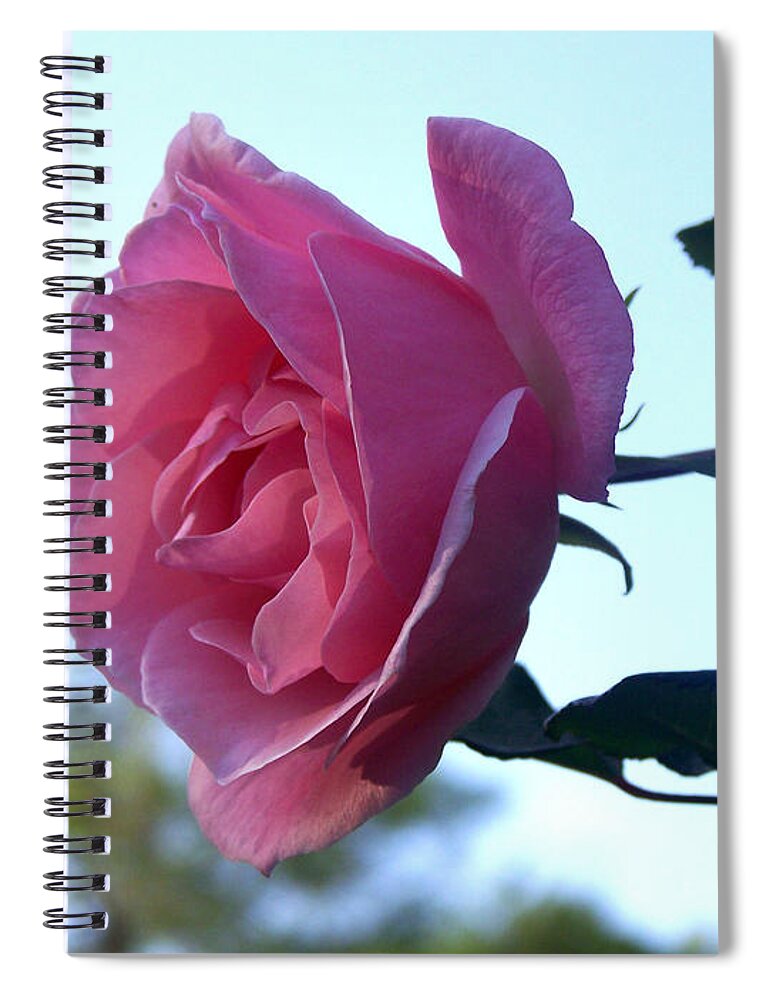 Pink Rose Spiral Notebook featuring the photograph Reaching for Sunlight by Kathy White