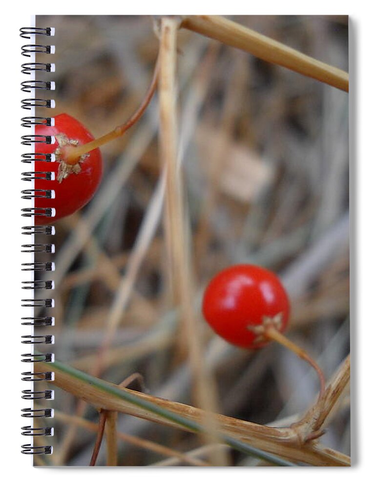 Close Up Spiral Notebook featuring the photograph Red Asparagus Berries by Kent Lorentzen