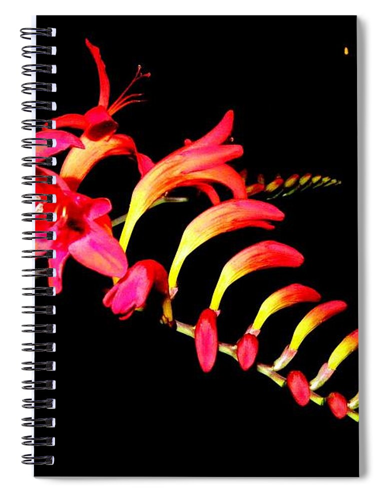 Red Spiral Notebook featuring the photograph Red Beauty by Kim Galluzzo