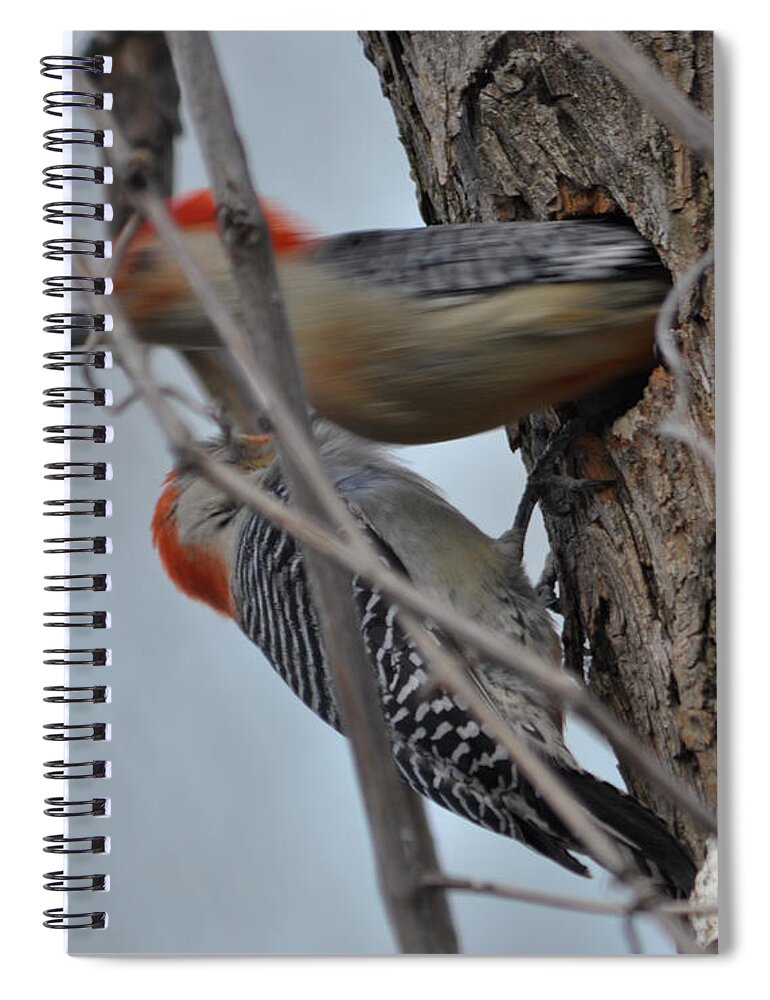 Woodpecker Spiral Notebook featuring the photograph Red-Bellied Woodpecker Male and Female by Ronald Grogan
