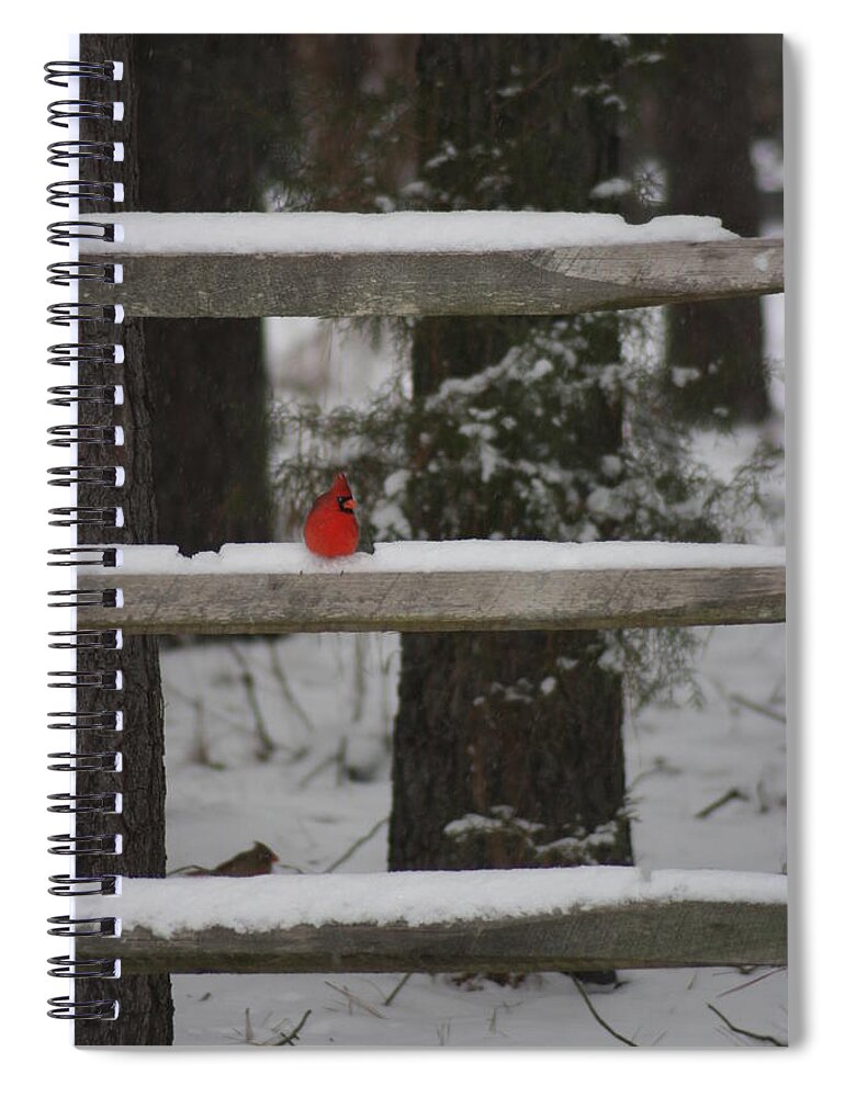 Birds Spiral Notebook featuring the photograph Red Bird by Stacy C Bottoms
