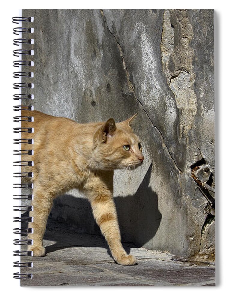 Cat Spiral Notebook featuring the photograph Red cat in Burano by Raffaella Lunelli