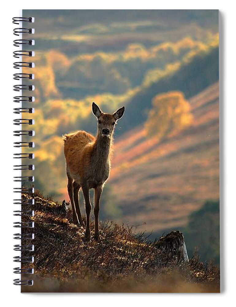 Red Deer Calf Spiral Notebook featuring the photograph Red deer calf by Gavin Macrae