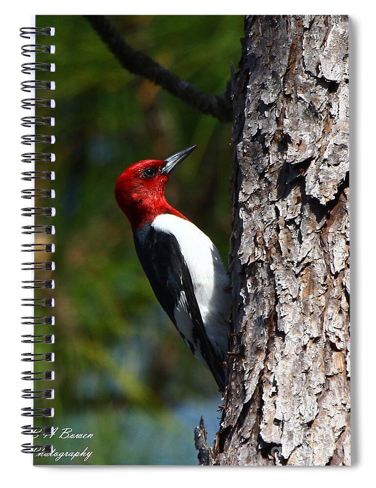 Red-headed Woodpecker Spiral Notebook featuring the photograph Red-headed Woodpecker by Barbara Bowen