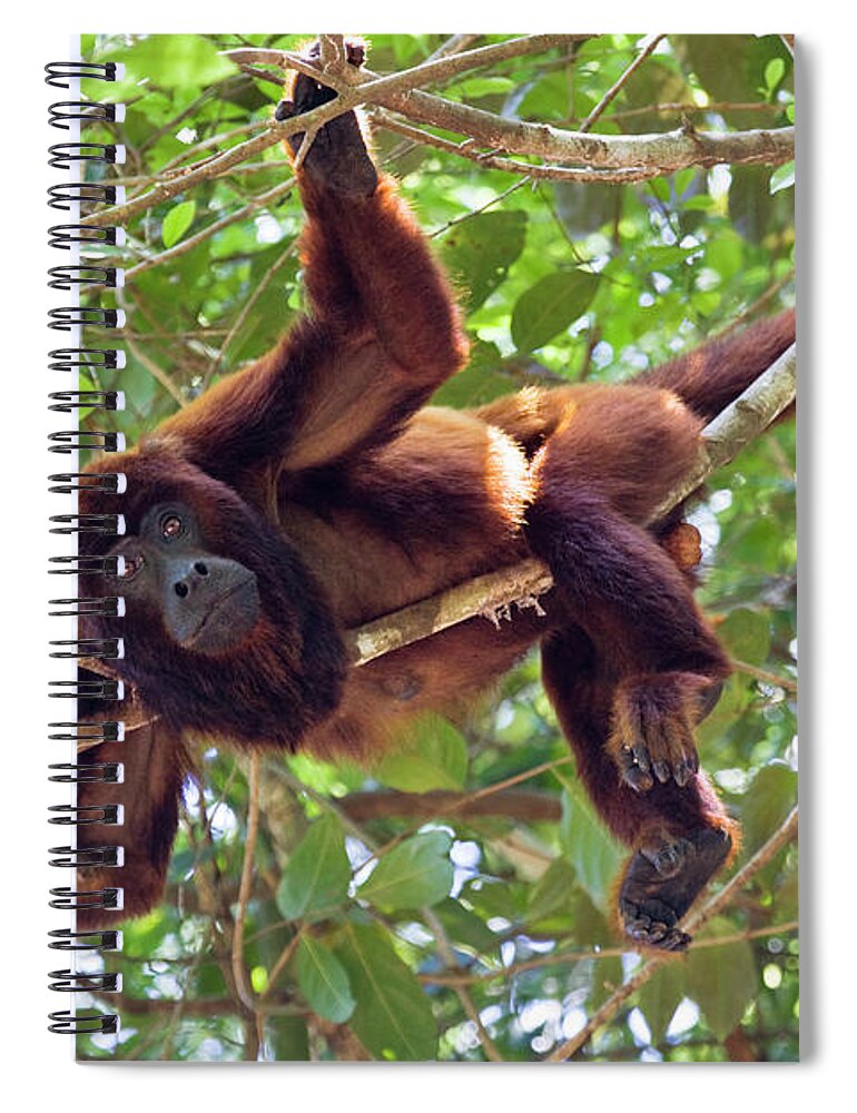 Mp Spiral Notebook featuring the photograph Red Howler Monkey Alouatta Seniculus by Konrad Wothe