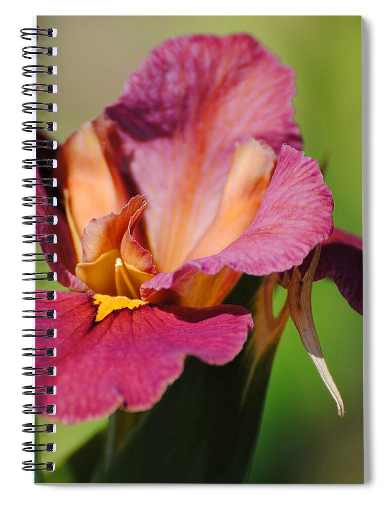 Beautiful Spiral Notebook featuring the photograph Red Iris by Jai Johnson
