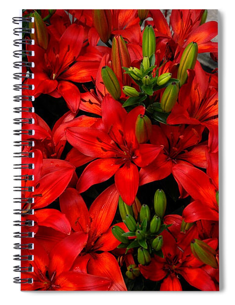 Usa Spiral Notebook featuring the photograph Red Lilies by LeeAnn McLaneGoetz McLaneGoetzStudioLLCcom