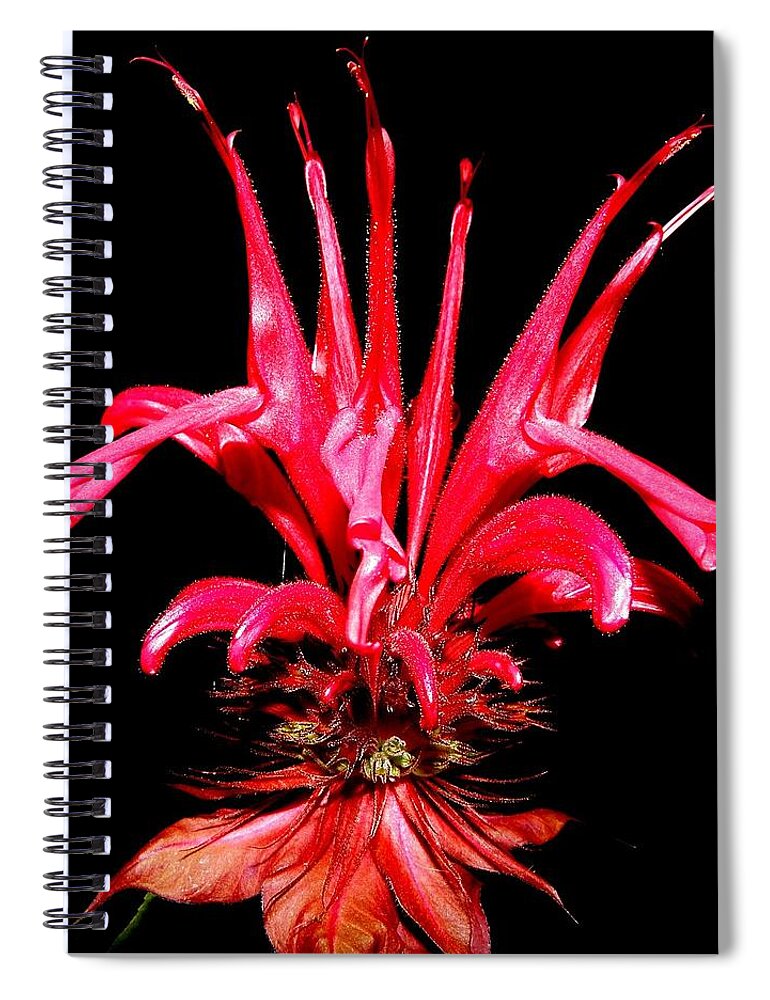 Red Spiral Notebook featuring the photograph RED by Kim Galluzzo