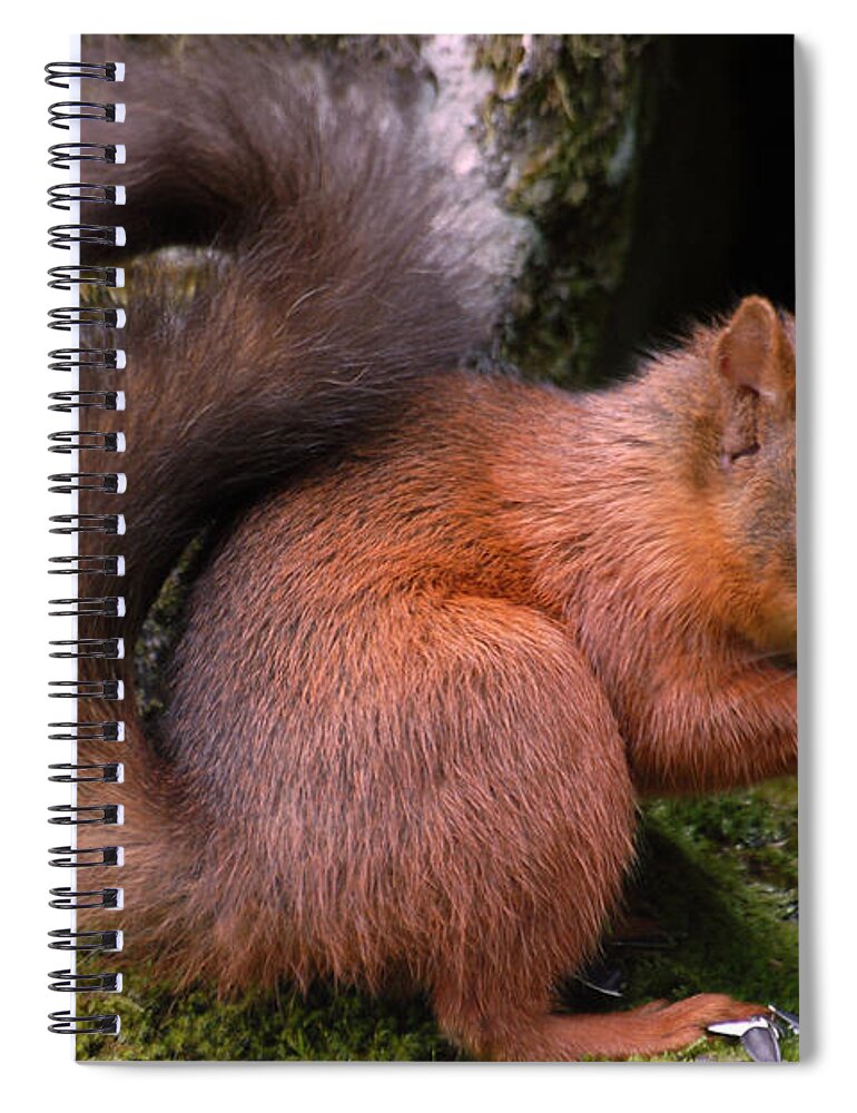 Red Squirrel Spiral Notebook featuring the photograph Red Squirrel by Lynn Bolt