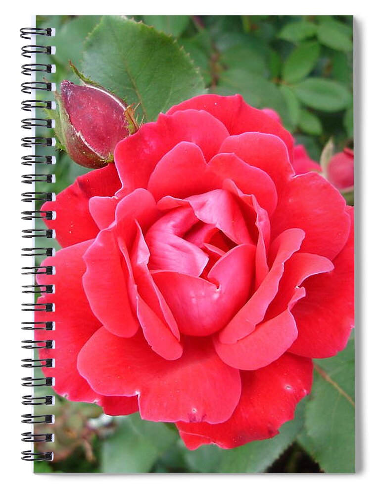 Roses Spiral Notebook featuring the photograph Reddy or Not I'm Coming Out by Anjel B Hartwell