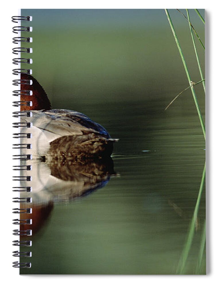 00174652 Spiral Notebook featuring the photograph Redhead Duck Male With Reflection by Tim Fitzharris