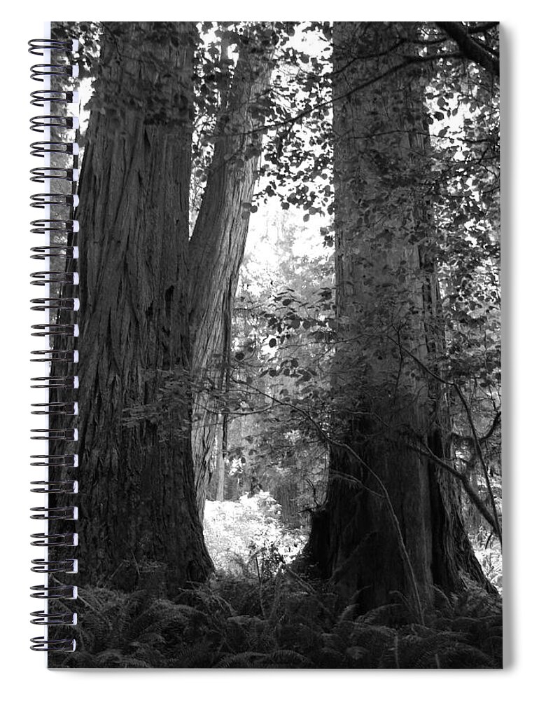 Redwoods Spiral Notebook featuring the photograph Redwood pair by Kathleen Grace