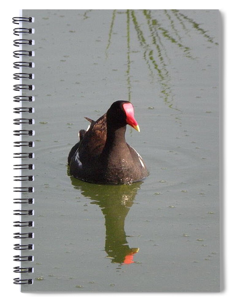 Moorehen Spiral Notebook featuring the photograph Reflections Of A Moorehen by Kim Galluzzo